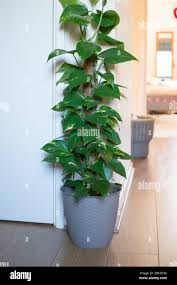 Image result for Epipremnum en casa