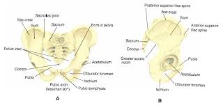 We did not find results for: Hip And Leg Skeleton