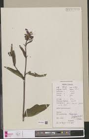 Image result for Clappertonia polyandra