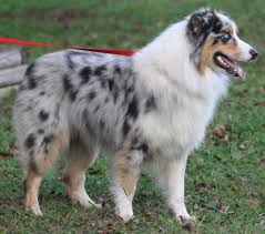 Australian Black And White Shepherd Lobos Australian Shepherds Danger Merle Shepherd Champion And My New Inspirations For Decorating Color Scheme Palette Australian Shepherd Dogs Working Dogs