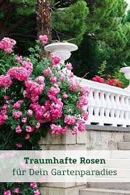 Mit celaflor pilzfrei saprol ist das aber immer recht schnell erledigt. Traumhafte Rosen Fur Dein Gartenparadies Rosen Bodendeckerrosen Rosen Pflanzen