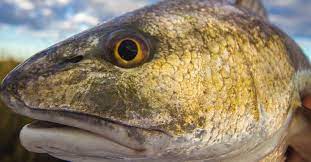 This Is Why You Keep Your Eyes Peeled On The Water Inshore Fishing Red Fish Catching Fish