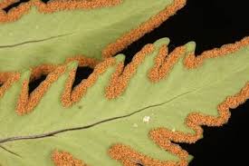 Image result for Doryopteris concolor