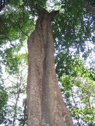 Image result for Phyllocosmus lemaireanus