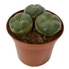 The drawing made easy series introduces budding artists to the fundamentals of pencil drawing. Peyote Seeds Lophophora Williamsii Cena 2 85