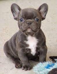 The blue french bulldog is a very popular dog, that has gray hair with bluish highlights and bat ears. French Bulldog Info Size Temperament Lifespan Puppies Pictures