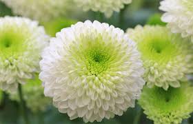 Check spelling or type a new query. Which Flower Means Death And Their Symbolic Meaning All Rose Color Meanings