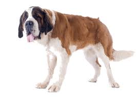 The heaviest saint bernard was named benedictine and he weighed 357 pounds (162 kg)! St Bernard Breed Facts And Information Petcoach