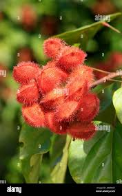 Image result for Bixaceae