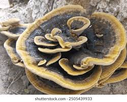 Image result for root-tail