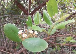 Image result for Psorospermum febrifugum