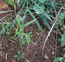 Image result for Setaria kagerensis