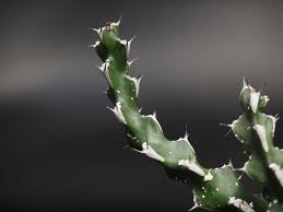 Image result for Euphorbia ramulosa