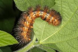 Soybean Defoliating Caterpillars Late in the Season | Purdue University  Pest&Crop newsletter
