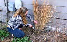 Ornamental Grass Care | The How To Guide - Plantingtree