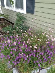 A smaller part that grows from this and supports flowers or leaves. Beautiful Pink And Purple Flowers That Come Back Every Year Pink And Purple Flowers Purple Flowers Curb Appeal