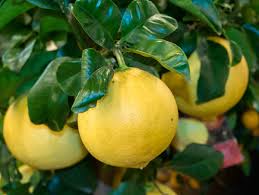 Als bergamotte (citrus × limon, syn.: Bergamotte Pflanzen Aromaklassiker Aus Der Zitrusfamilie