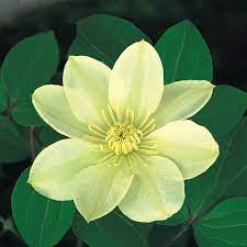 Maybe you would like to learn more about one of these? Clematis Guernsey Cream Plants Thompson Morgan