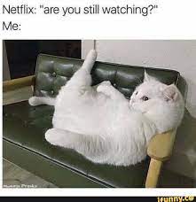 Check spelling or type a new query. Netflix Are You Still Watching Ifunny Kittens Funny Cute Cats And Kittens Funny Animals