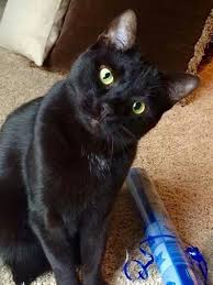 Black Cat Cats Black Cat Cats And Kittens