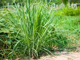 Cymbopogon, also known as lemongrass, barbed wire grass, silky heads, cochin grass, malabar grass, oily heads or fever grass, is a genus of asian, african, australian. Information And Tips For Growing Lemongrass Plants