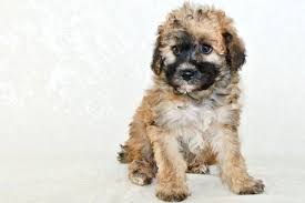 Registered apricot females and males available from annie & & fraiser. How Much Does A Maltipoo Cost Actual Breeder Prices