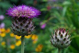 Pin On Gardening