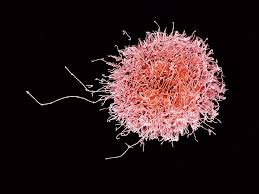 Then, new cells take their place. Can Parts Of Our Immune System Lead To A Cure For Cancer