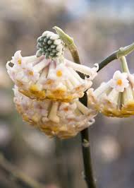 The paperbush plant, otherwise known as the edgeworthia chrysantha or paperbush, paper bush, oriental paper bush, is a rather well known shrub plant by gardening enthusiasts around the world. Paperbush Plant