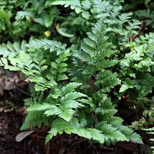 Image result for Microlepia speluncae