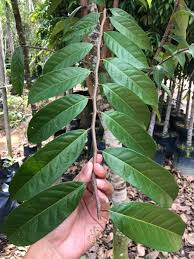 Image result for Maranthes