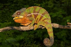 Panther chameleon (furcifer pardalis) | paul bratescu. Local Form Mangaoka Madcham De
