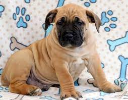 Boerboel Puppy For Sale In Mount Joy Pa Adn 71305 On Puppyfinder Com Gender Male Age 8 Weeks Old Puppies For Sale Puppies Mount Joy