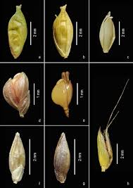 Image result for Acroceras