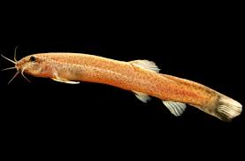 Kuhli Loach Care Guide: Tank Mates, Tank Setup, Breeding, Diet & More