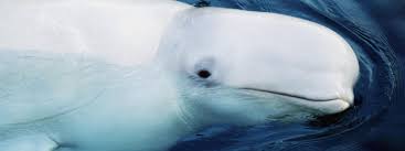 Beluga Whales Species Wwf Whale Species Beluga Whale Beluga
