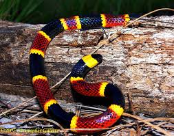 Coral Snake Coral Snake Snake Beautiful Snakes