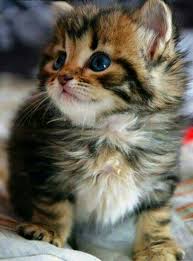 Pin By Mary Beth Burger On Sevdigim Hayvan In 2020 Pretty Cats Kittens Cutest Cute Baby Cats