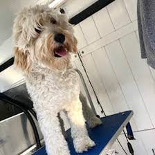› pet groomer training program. Mobile Dog Grooming Miami Dog Grooming Mobile Mobile Pet Grooming Near Me