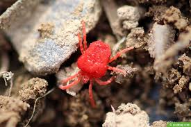 Vielen dank für euer verständnis, bis bald. Kleine Rote Spinne Bekampfen 7 Tipps Fur Garten Balkon Hausgarten Net