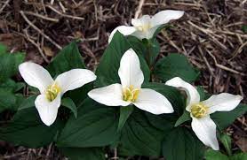 Nz trillium stockist, lake hawea, new zealand. Chilled Plant Gets Better With Age Otago Daily Times Online News