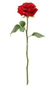 Long Stem Red Rose With Path Stock Photo Rose Stem Tattoo Rose Tattoos Red Rose Tattoo