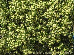 Image result for Quillaja saponaria