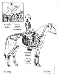 I recently used the online calculator on competitive cyclist. Proper Saddle And Body Position On The 15th Vertebrae Horse Anatomy Dressage Horses Horse Exercises