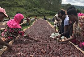 Maybe you would like to learn more about one of these? Red Bay Coffee Beautiful Coffee To The People Red Bay Coffee