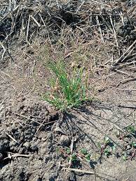 Image result for Digitaria gymnostachys