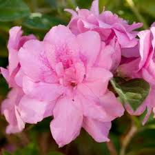 Encore azaleas perform best in sun to partial shade, preferably afternoon partial shade, according to the grower's website. 1 Home Improvement Retailer Store Finder Truck Tool Rental For The Pro Gift Cards Credit Services Track Order Track Order Help To See Inventory Choose A Store Delivering To Cancel My Account Lists Welcome Back Sign In Register Orders