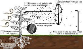 Maybe you would like to learn more about one of these? Curing The Earth A Review Of Anthropogenic Soil Salinization And Plant Based Strategies For Sustainable Mitigation Sciencedirect