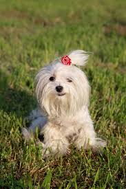 small white hairy maltese dog on green grass maltese dogs small dogs