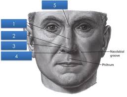 During inhalation, air circulates in the nasal cavity which causes the temperature to be raised or lowered (depending on the ambient temperature the nasal mucous membranes and hairs (vibrissae) trap dust and other particulate matter, and cilia transfer the trapped particles to the pharynx from. Nasal Cavity Palate And Oral Cavity Flashcards Quizlet